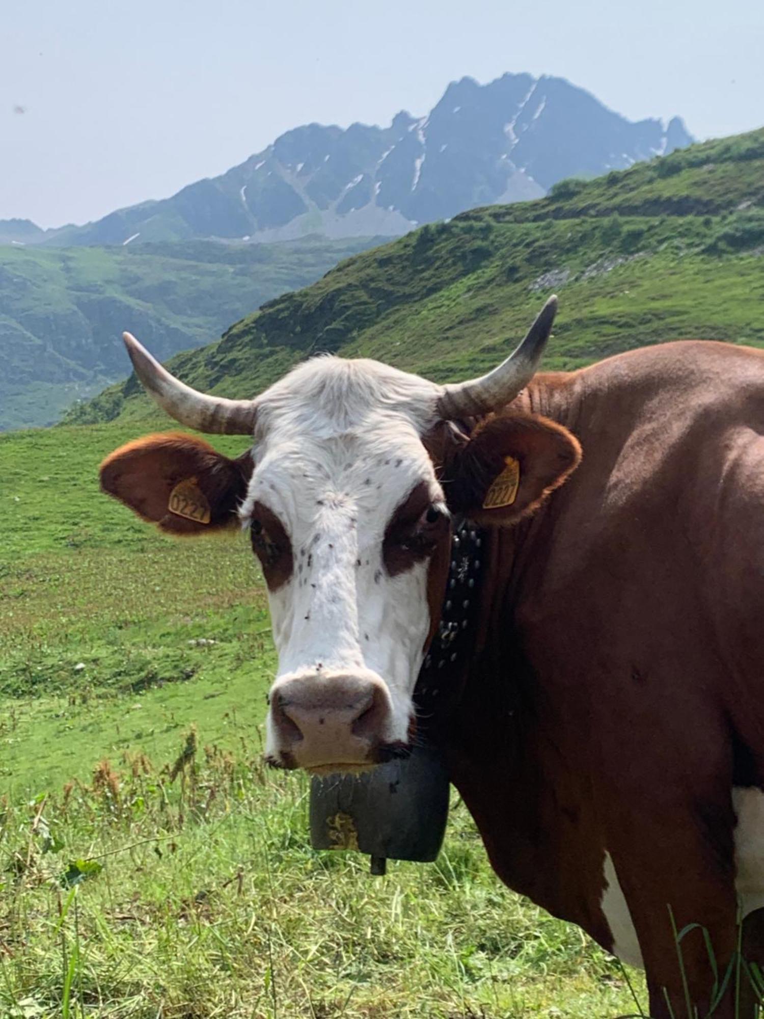 Chambres Et Tables D'Hotes Le Choton A Nono - Col Du Joly Beaufortain Hauteluce Dış mekan fotoğraf